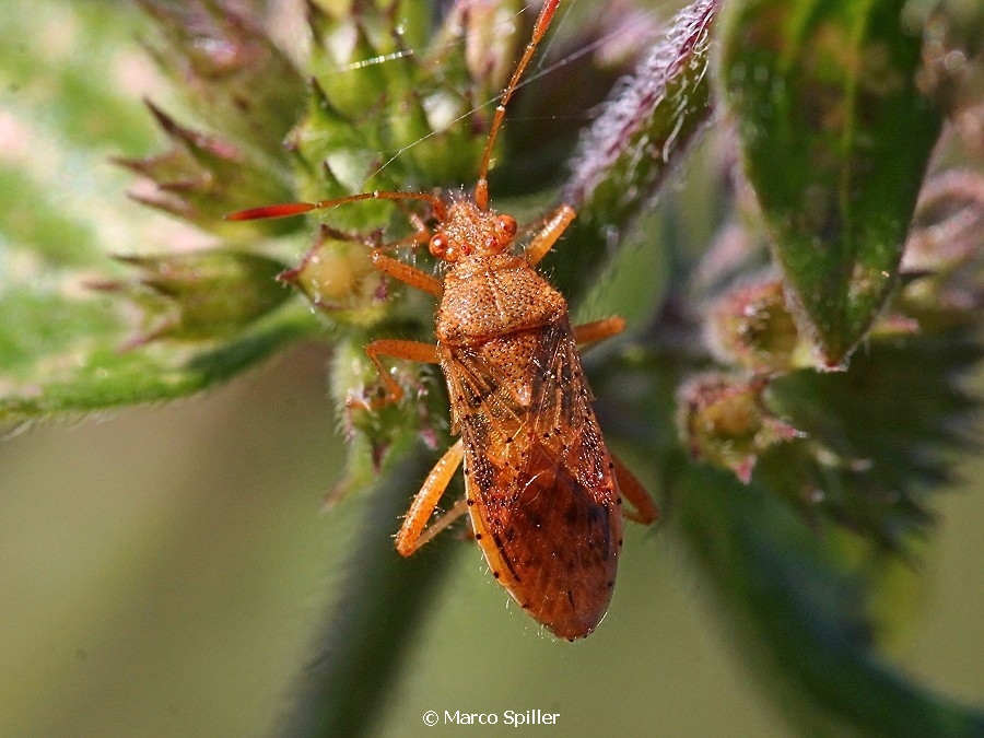 Rhopalus maculatus